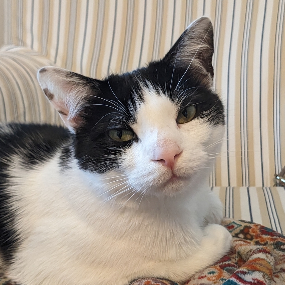 Meet your Posher, Sam